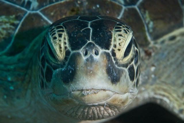 turtle-1.jpg