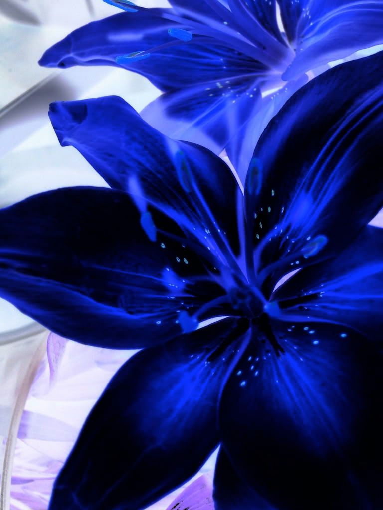 Blue Lilies Flowers
