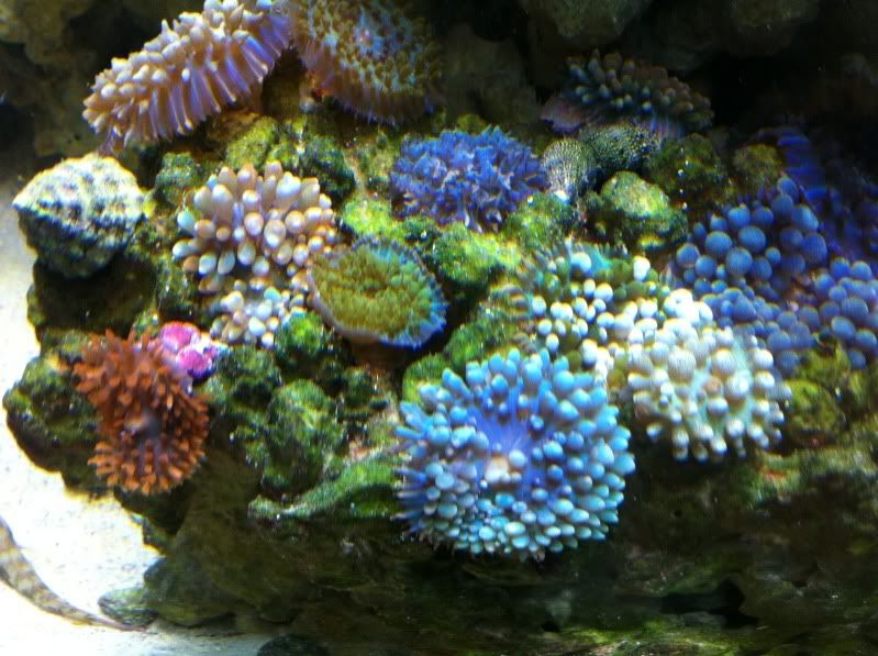 St Thomas Mushroom Coral Care