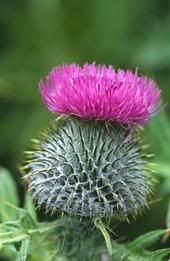 thistle Pictures, Images and Photos