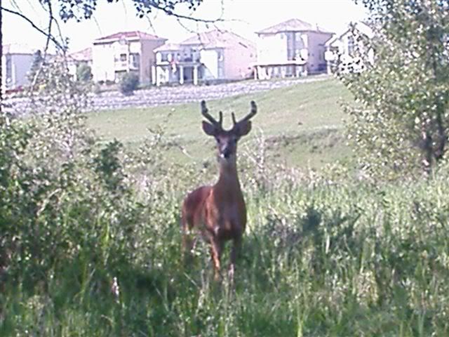 July2009deer.jpg