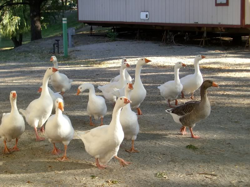 CIMG1230.jpg This flock of 14 geese visited every day image by Marebear657