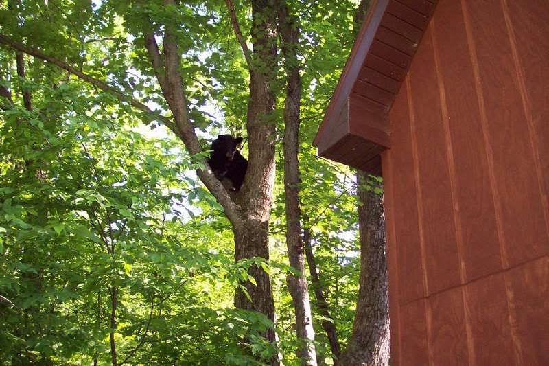 Need tips ASAP!  Black bear tried to break into my house last night. - Homesteading Questions