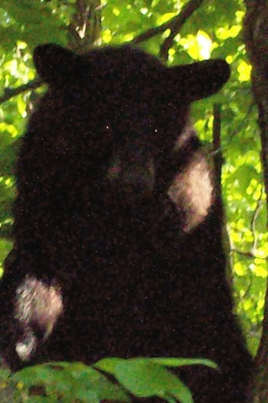 Need tips ASAP!  Black bear tried to break into my house last night. - Homesteading Questions