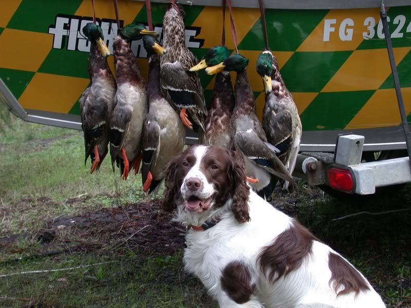 Springer Spaniels : Hunting Dog Forum