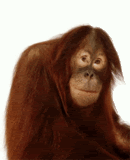 FunnyMonkey.gif