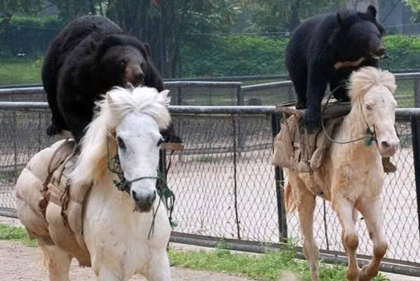 bear.jpg