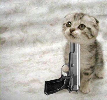 cat2020gun-704528.jpg