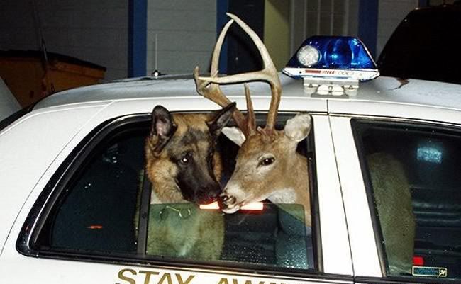 copcar.jpg
