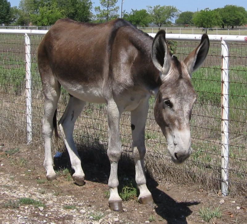 donkey.jpg