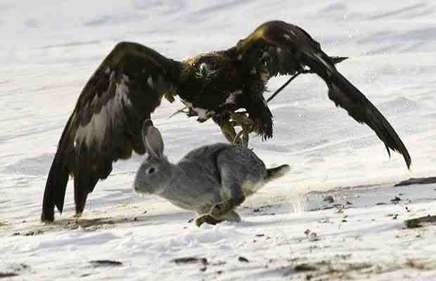 eagle-vs-rabbit-2_1246662i.jpg