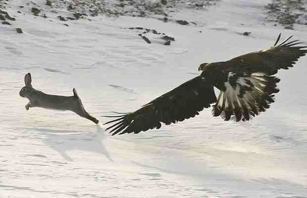 eagle-vs-rabbit-3_1246643i.jpg