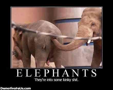 elephants-theyre-into-some-kinky-sh.jpg