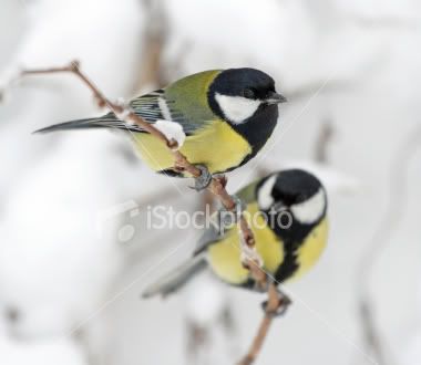 great-tits.jpg