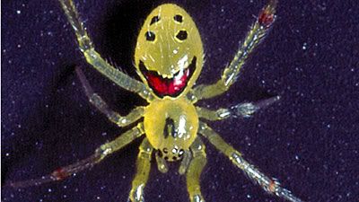 happyspider.jpg