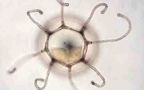 jellyfish_1247566c.jpg