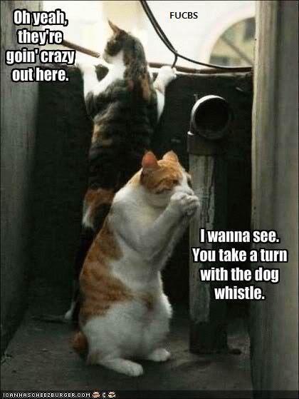 madcat.jpg