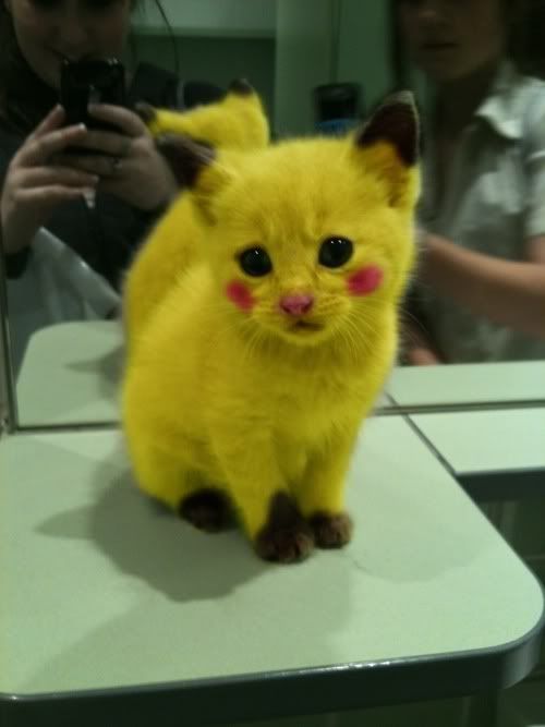 pikachukitty.jpg