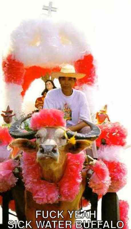 sickwaterbuffalo.jpg