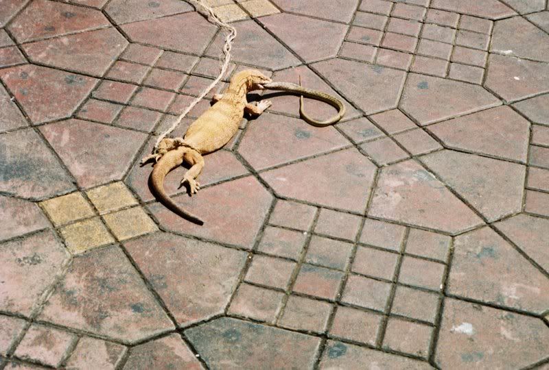 snake.jpg