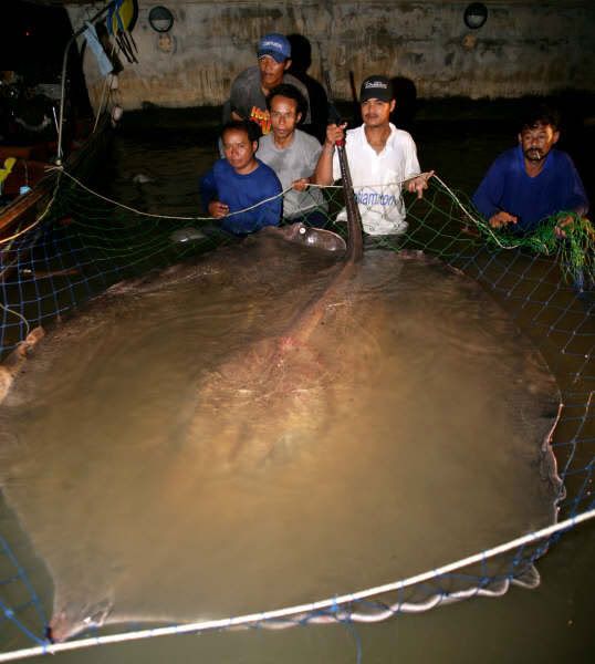stingray.jpg