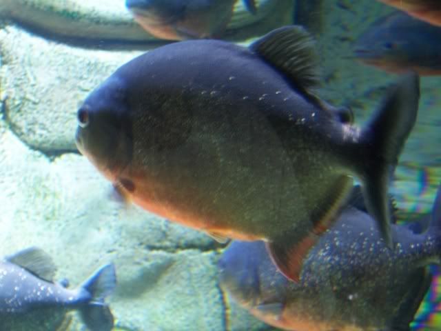 http://i108.photobucket.com/albums/n15/vlmflyer/piranha_aquatopia.jpg