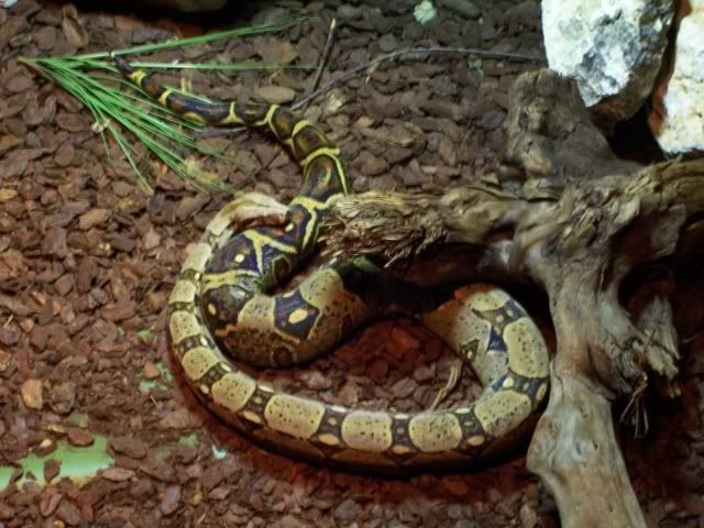 http://i108.photobucket.com/albums/n15/vlmflyer/snake_aquatopia.jpg