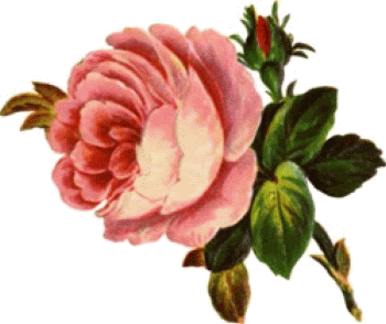 large-soft-pink-rose2.gif