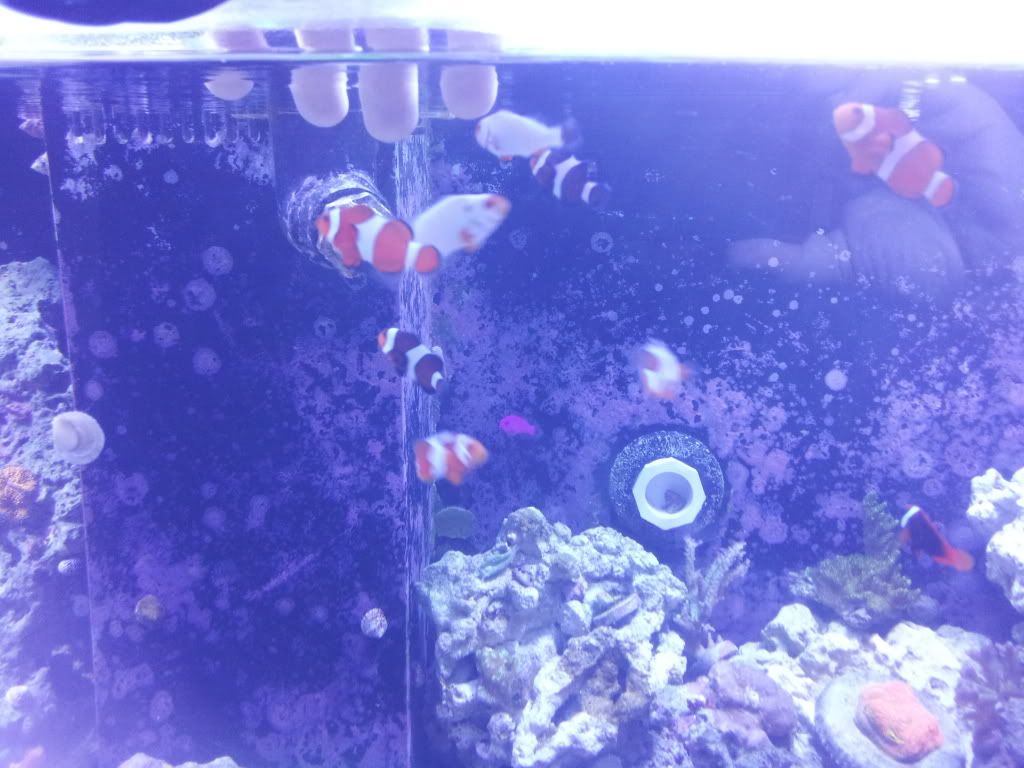 clownfish6.jpg