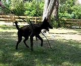 Dutch Shepherd Hound