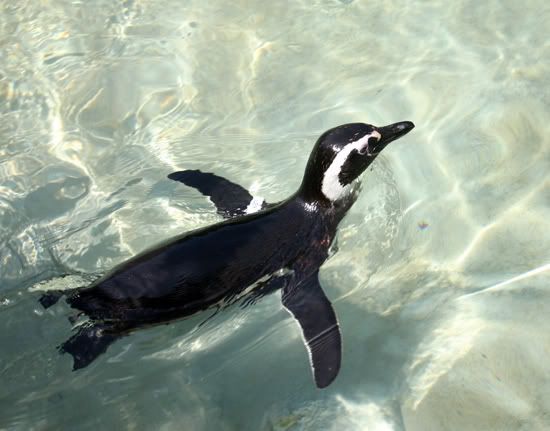 penguin Pictures, Images and Photos
