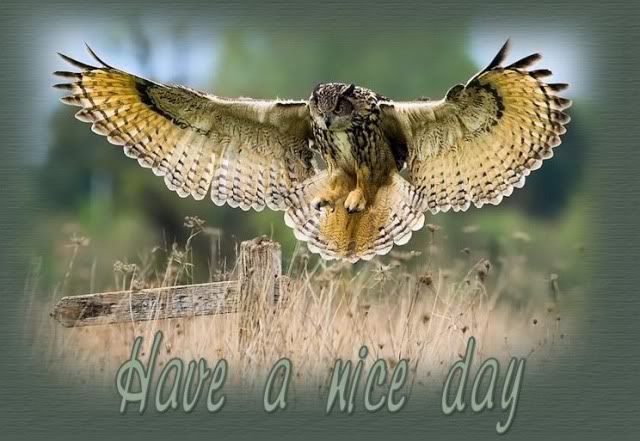 owl photo: Have a Nice Day NicedayOwl.jpg