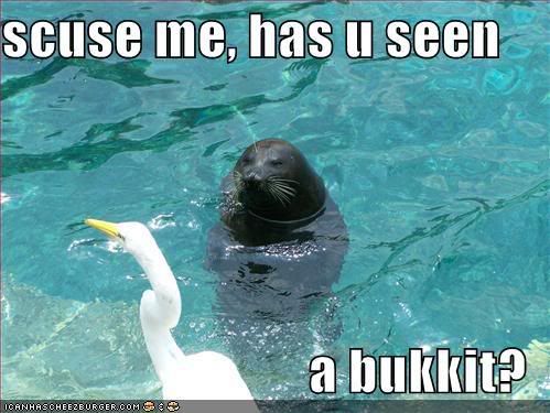funny-pictures-seal-asks-bird-about.jpg