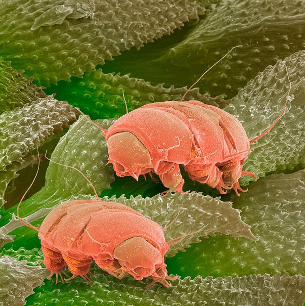 micromonsters8.jpg