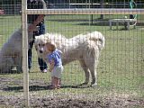 Discussing_Alpaca_Protection.jpg discussing alpaca protection image by martyptx