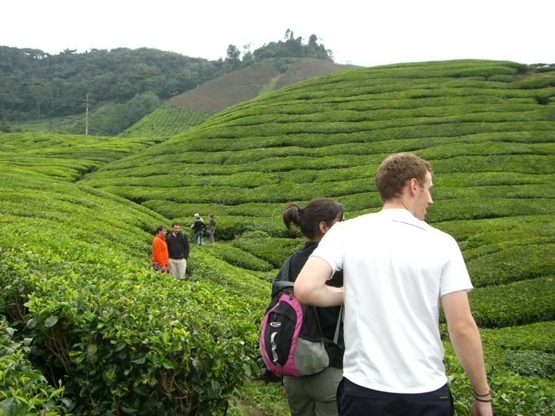 Wandering around a tea plantation