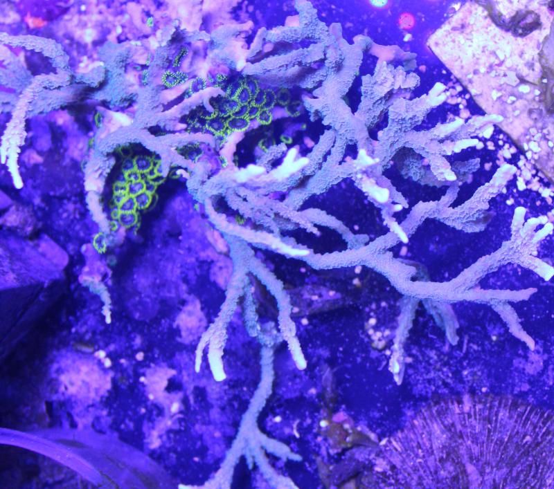 elkhorn zps3nhf7jje - What are you bringing????  to the Michigan Coral Expo & Swap (2/22/2015)