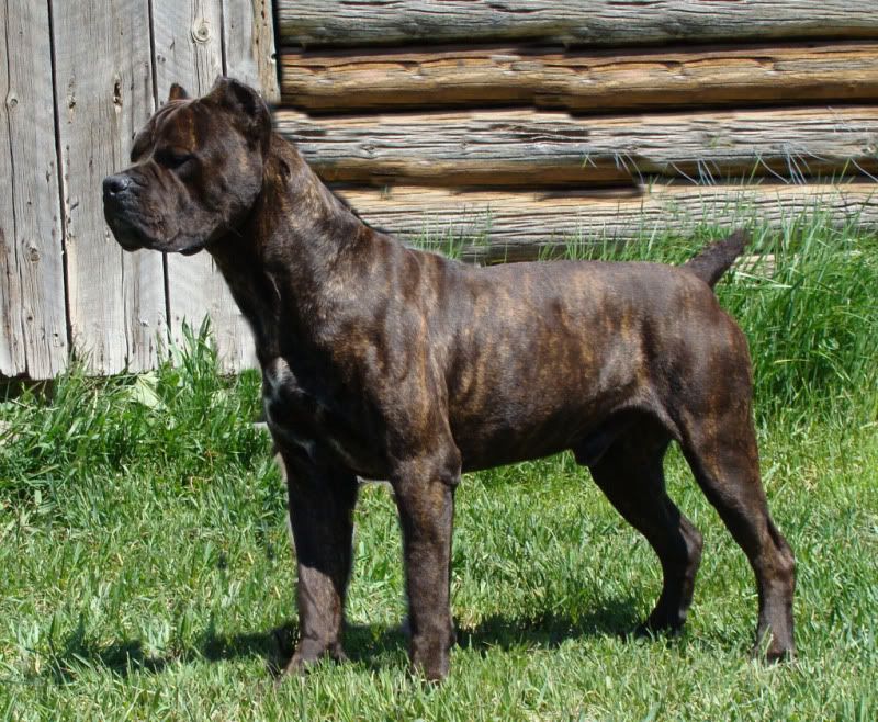 Cane Corsi! Doberman Forum Doberman Breed Dog Forums