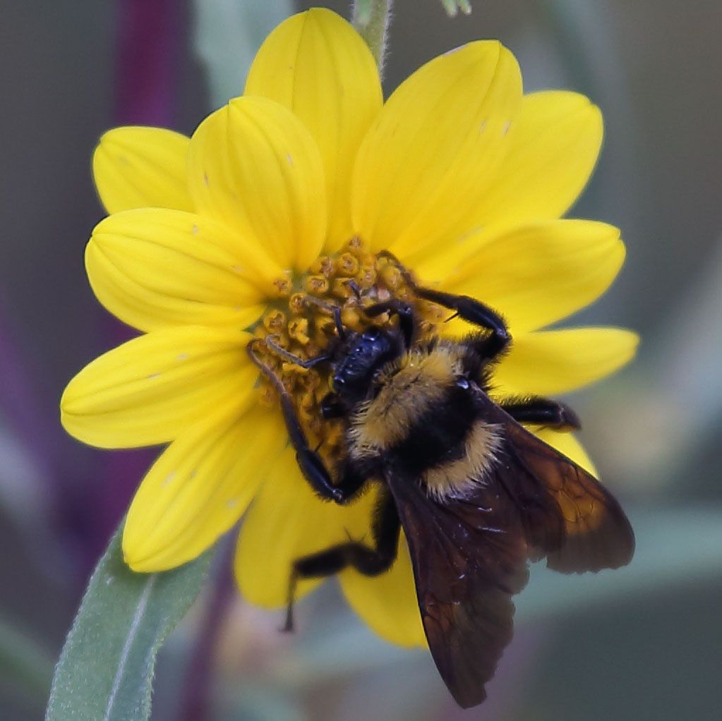 IMAGE: http://i108.photobucket.com/albums/n20/doubletakespresents/Bee-closeup_zpsfdb0438d.jpg