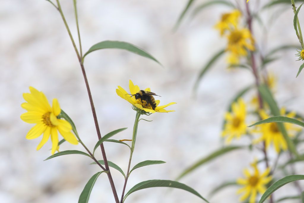 IMAGE: http://i108.photobucket.com/albums/n20/doubletakespresents/Bee_zpsad1ff413.jpg