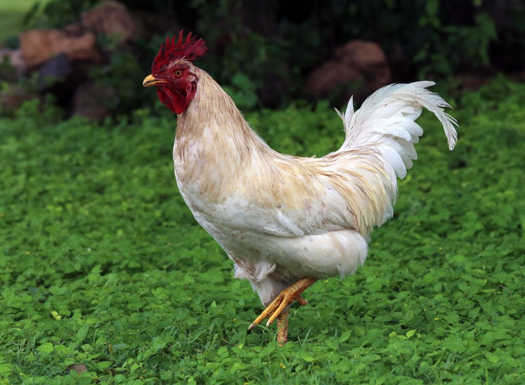 IMAGE: http://i108.photobucket.com/albums/n20/doubletakespresents/Chicken_zpshssktpw8.jpg