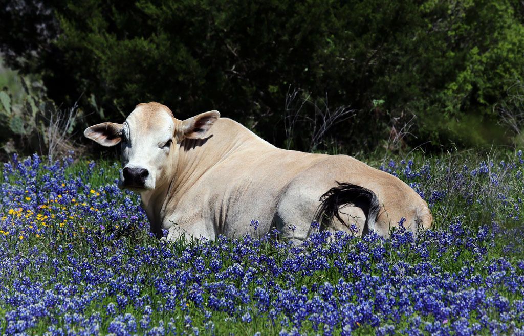 IMAGE: http://i108.photobucket.com/albums/n20/doubletakespresents/Cow-in-Bluebonnets_zps4v3txami.jpg