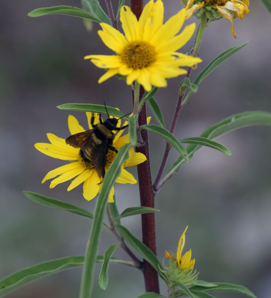 IMAGE: http://i108.photobucket.com/albums/n20/doubletakespresents/Found-bee_zps34f75163.jpg