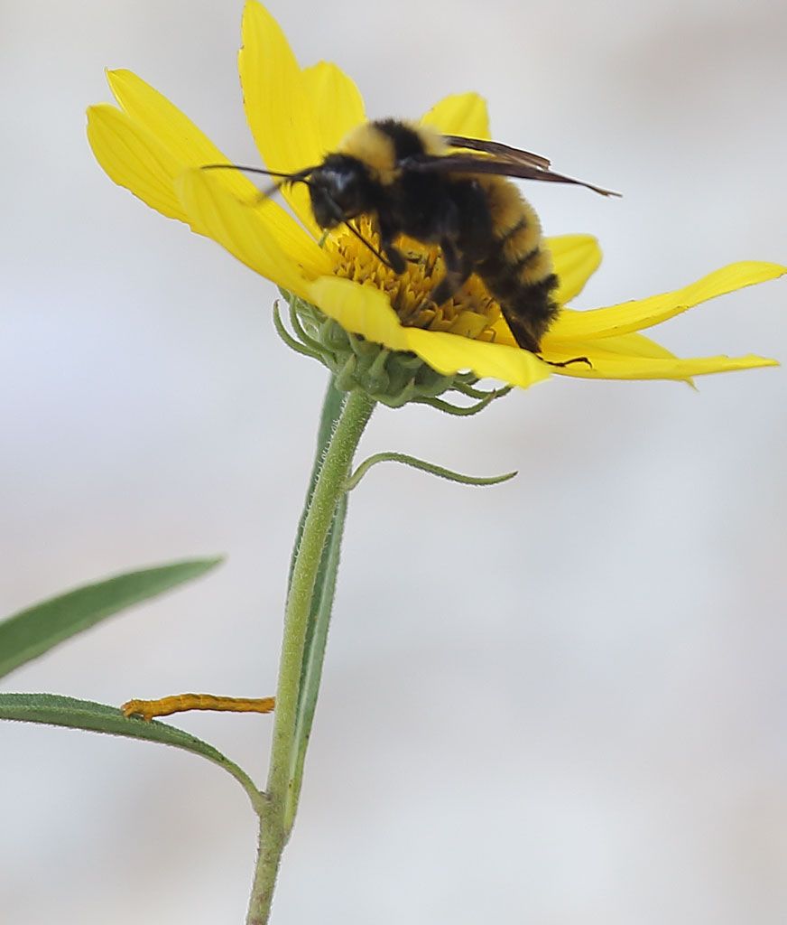 IMAGE: http://i108.photobucket.com/albums/n20/doubletakespresents/Inch-worm_zpsfcce1298.jpg