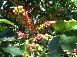 Coffee beans Pictures, Images and Photos