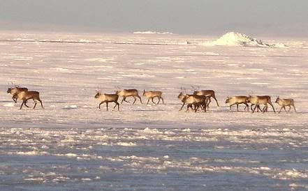 Caribou on front