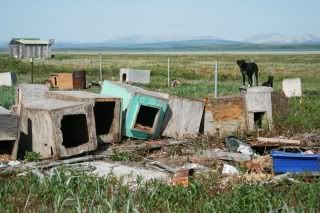 old dog houses