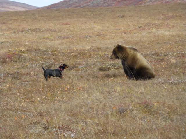 Kobuk VS Bear