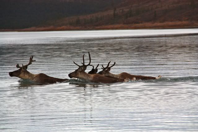 Bou swimming