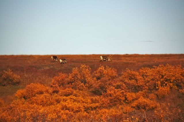 Tundra Bou